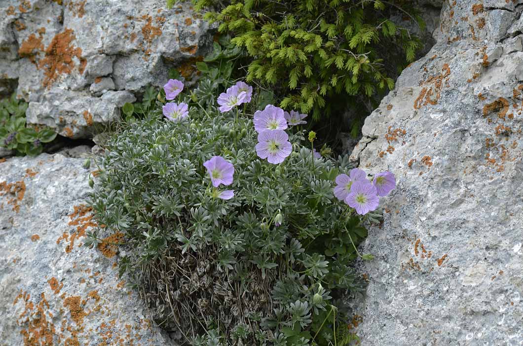 Geranium argenteum / Geranio argentino